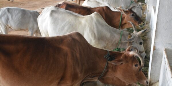 WhatsApp Image 2022-02-01 at 1.26.01 PM (6)